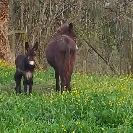 بيت للعطل El Rinconin De Degu San Juan de Parres