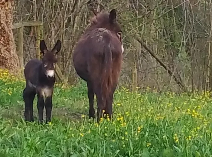 Сasa de vacaciones El Rinconin De Degu San Juan de Parres
